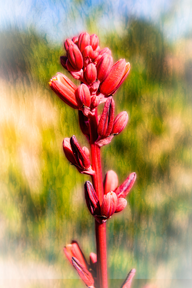 Bokeh Beauty Photography Art | JPG Image Studio