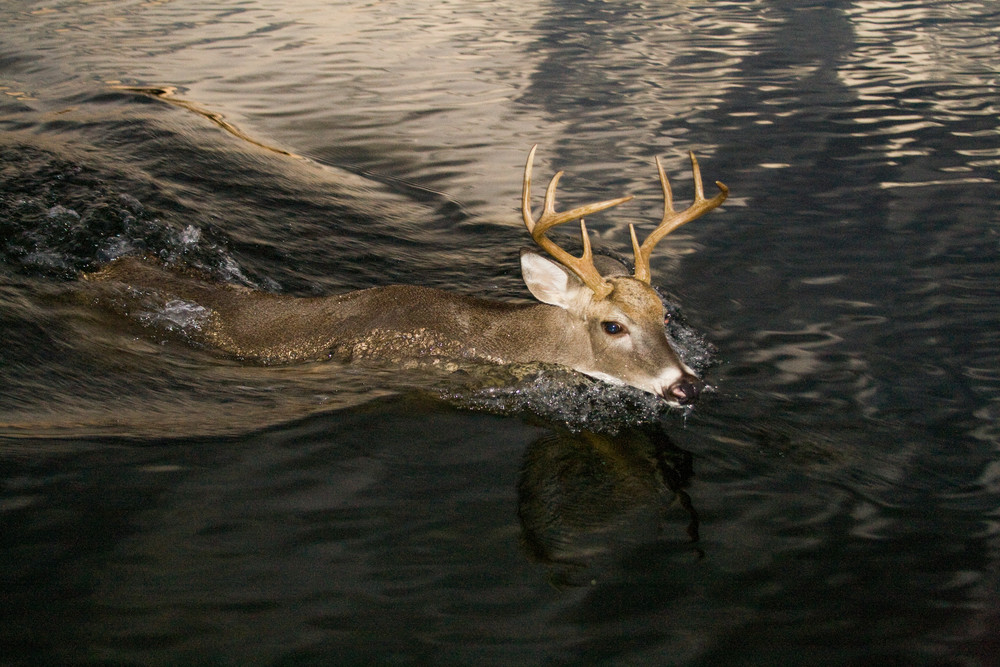 Young Buck Swimming
