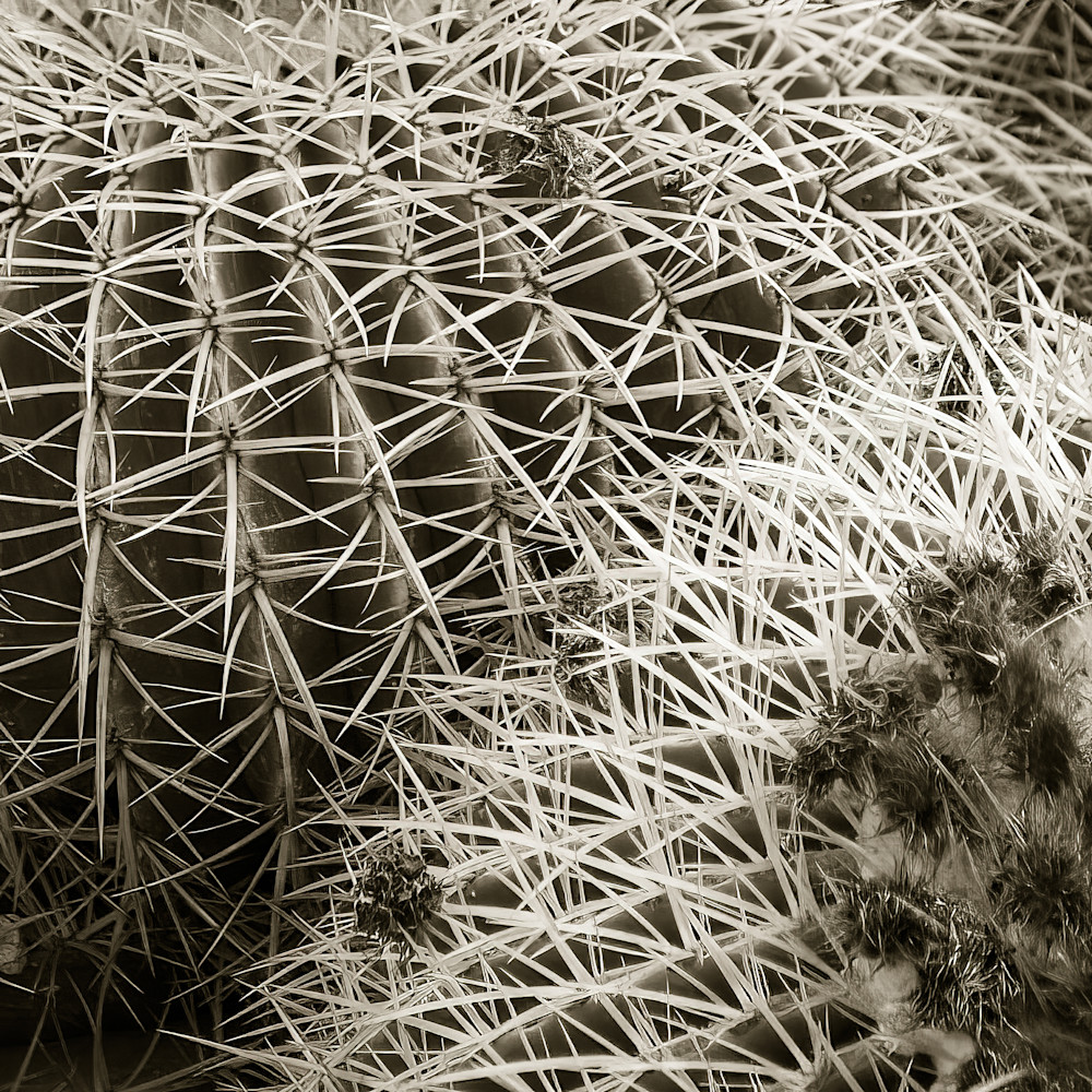 Cacti Photography Art | Slow Glass Pictures, LLC