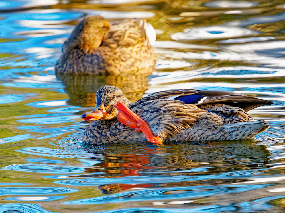 Mallard Ducks on a Winter Lake