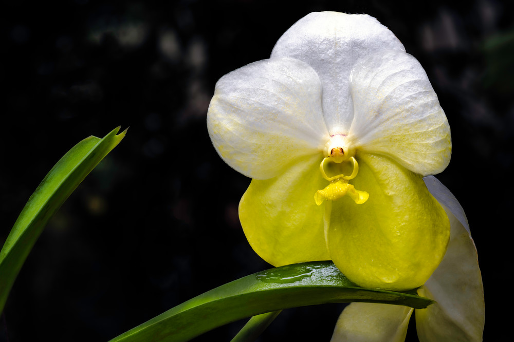 White Orchid Portrait Photography Art | Thirdwind Photography