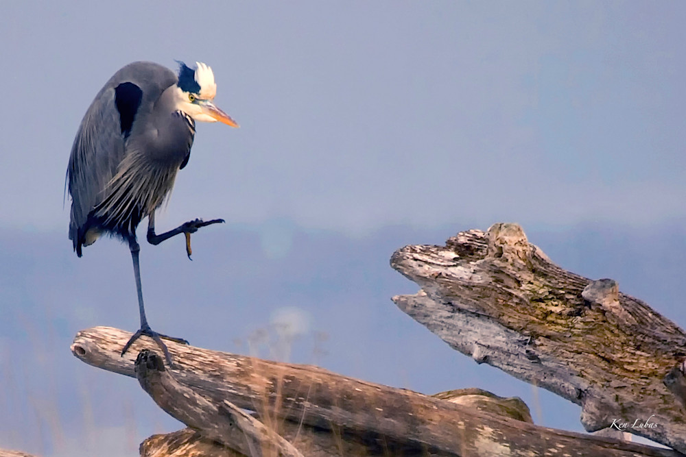 Blue Heron Photography Art | Art Beyond Control