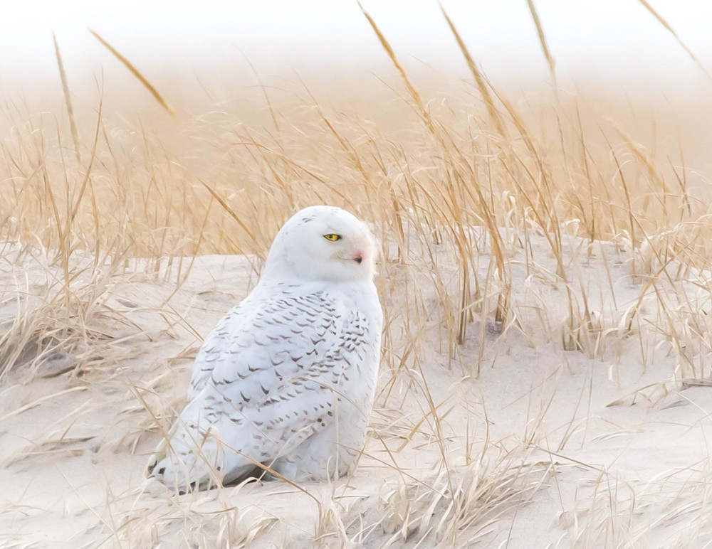 Snowy Owl Art | Sarah E. Devlin Photography