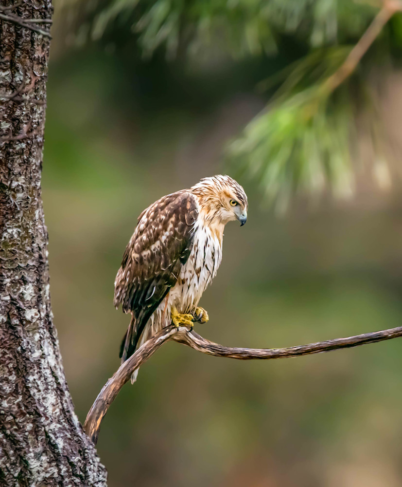 Red Tailed Hawk Art | Sarah E. Devlin Photography