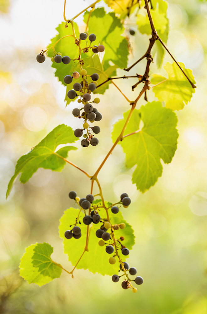 The Fruits Of The Forest   California Wild Grape Art | Fab Art Gallery