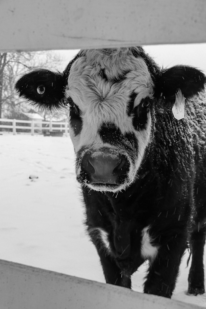 Black And White Cow Up Close B W Photography Art | Ray Marie Photography 