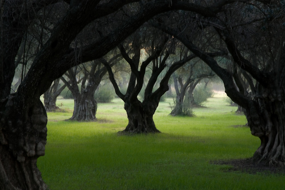 Olive Grove At Dawn Photography Art | Jerry Downs