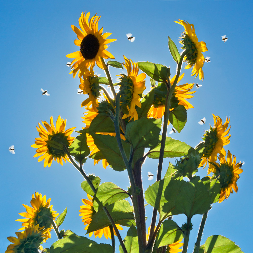 Busy Day At The Sunflower Photography Art | Jerry Downs