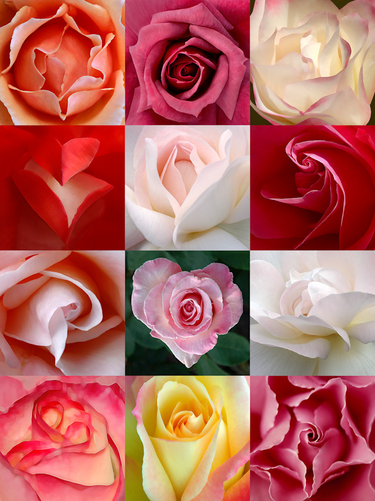 A Dozen Roses Photography Art | Jerry Downs