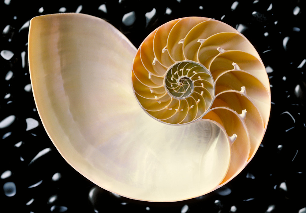 Fibonacci  Photography Art | Jerry Downs