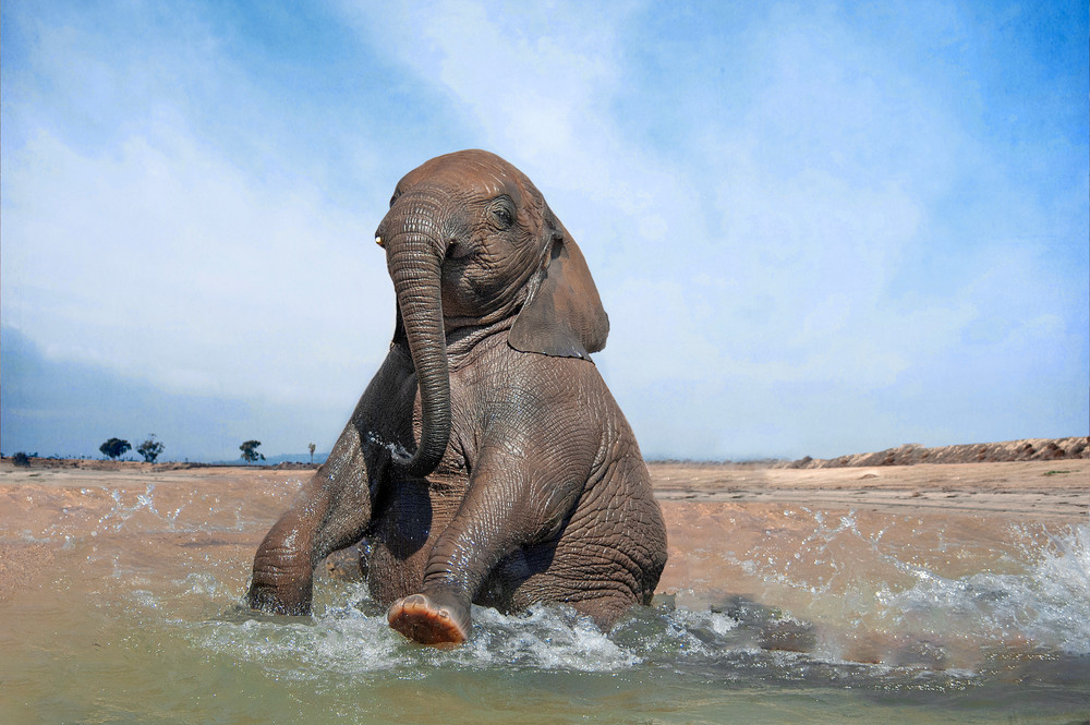 Elephant Cooling off 