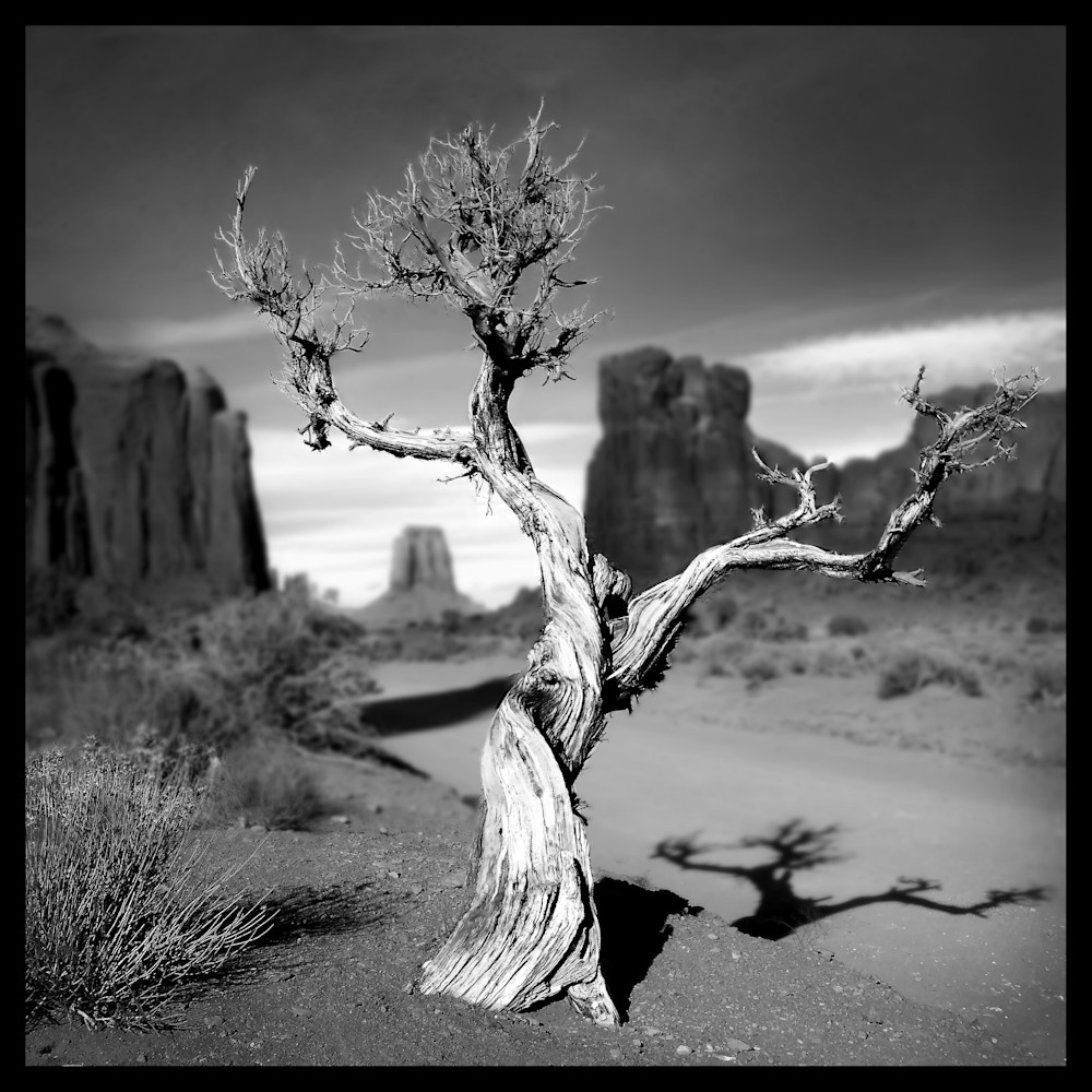 Tree #5   Monument Valley Photography Art | Intero LLC dba Pat Scanlon - Photographer - Seattle