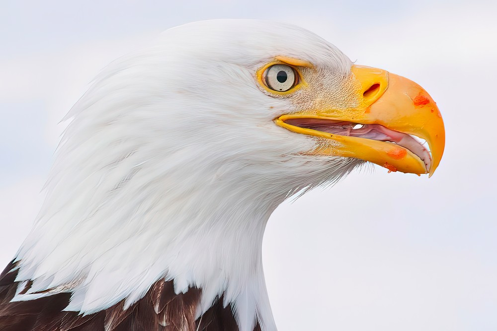 Bald Eagle, Salmon speckled Beak; shop prints / Susan Rangitsch Photography