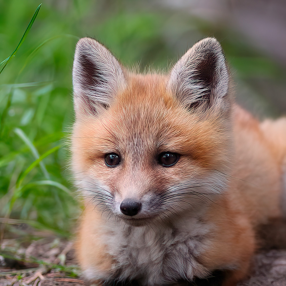 1st Innocence, shop wildlife prints / Susan Rangitsch Photography