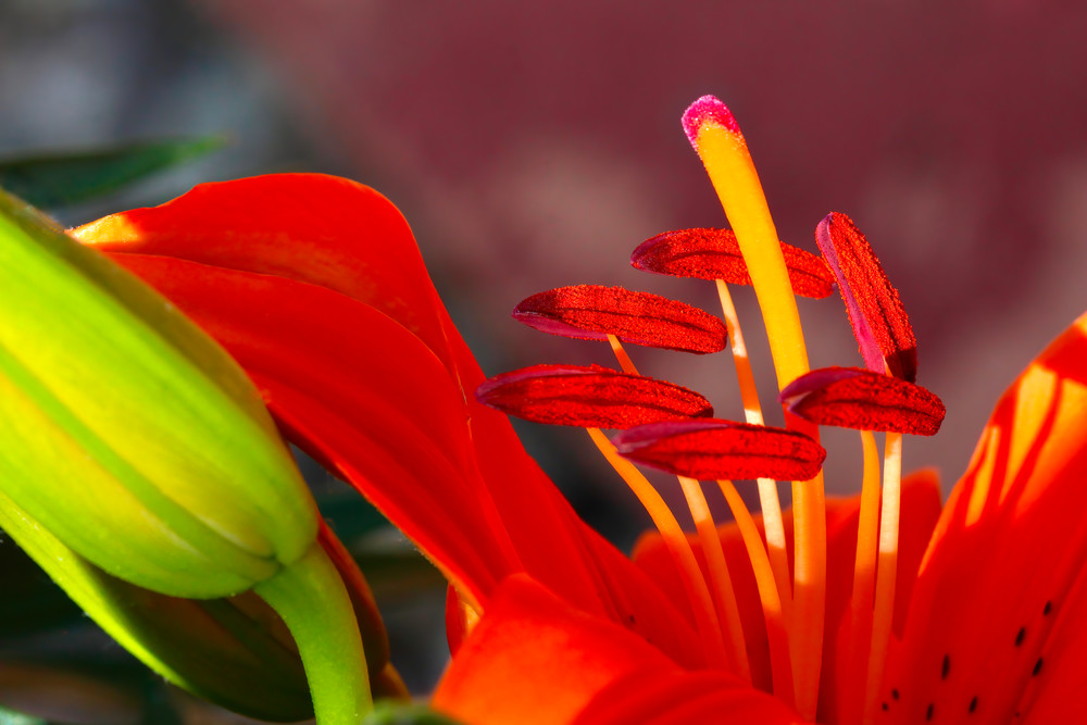 Tiger Lily, Bloom & Bud; shop macro prints / Susan Rangitsch Photo
