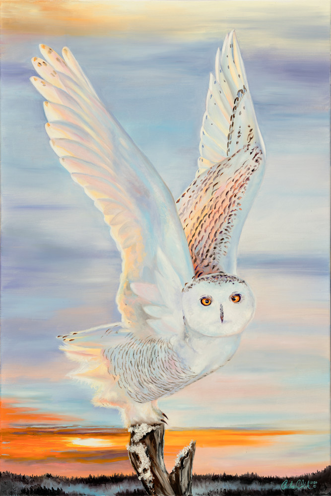 Snowy Owl Art | Andrea Kirk Fine Art.Shop