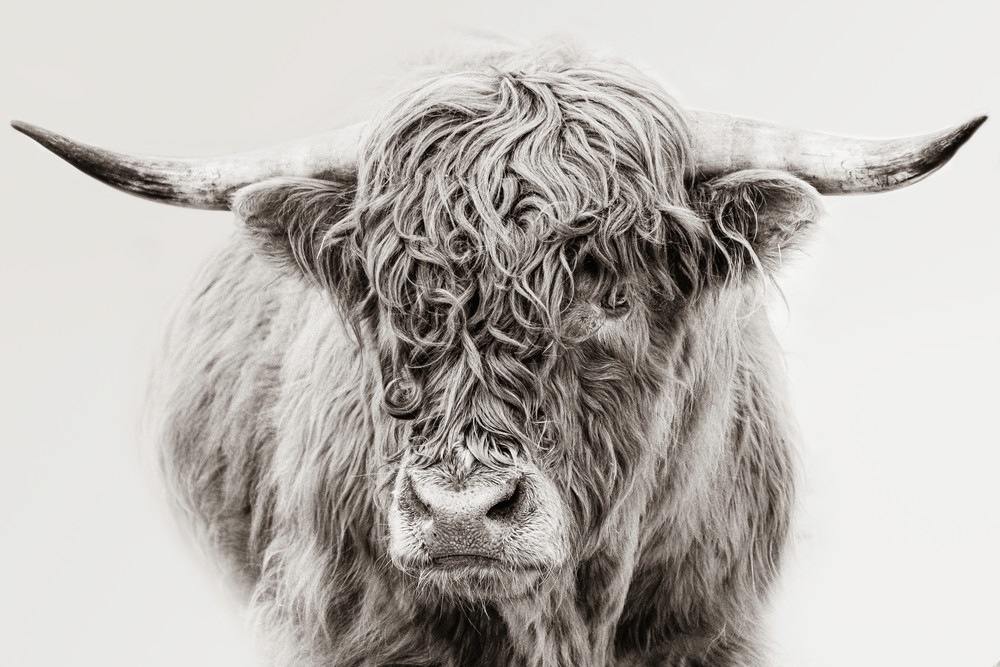 Highland Cow in the Winter Fog