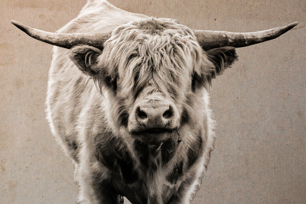 Highland Cow Textures 2 Photography Art | Nathan Larson Photography