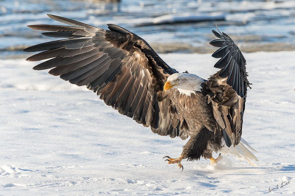 Eagle On The March Art | Alaska Wild Bear Photography