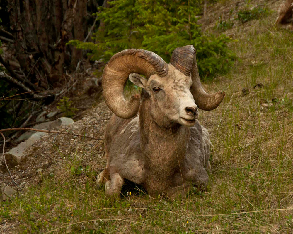 Canadian Bighorn Photography Art | Charles Clark Photography