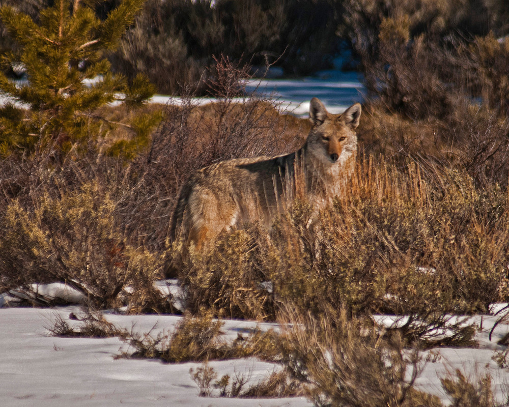 Coyote In Snow Photography Art | Charles Clark Photography