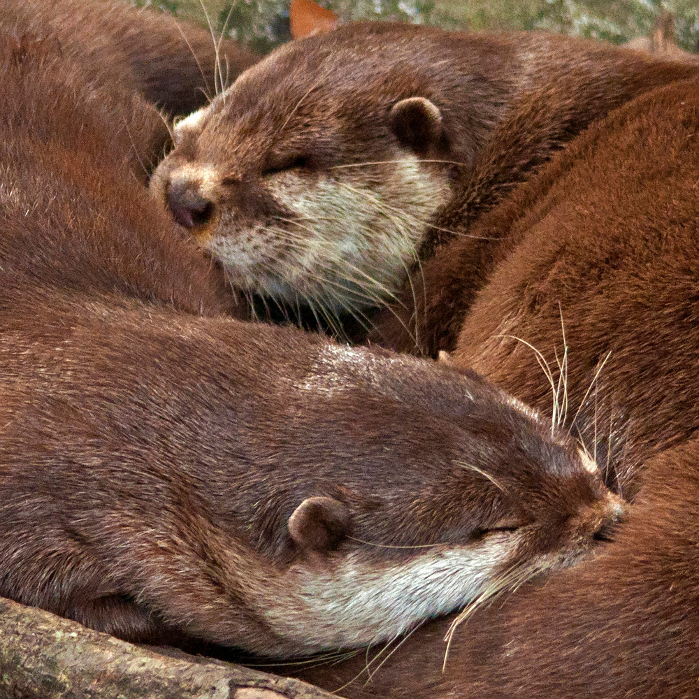 River Otters Photography Art | Charles Clark Photography