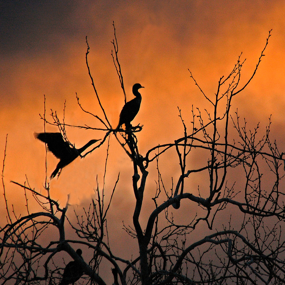 Cormorant Sunset Photography Art | Charles Clark Photography