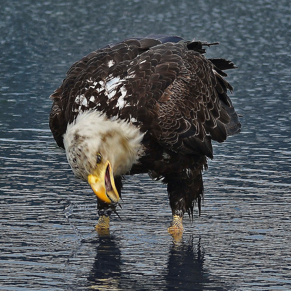 Drinking Eagle Photography Art | Charles Clark Photography