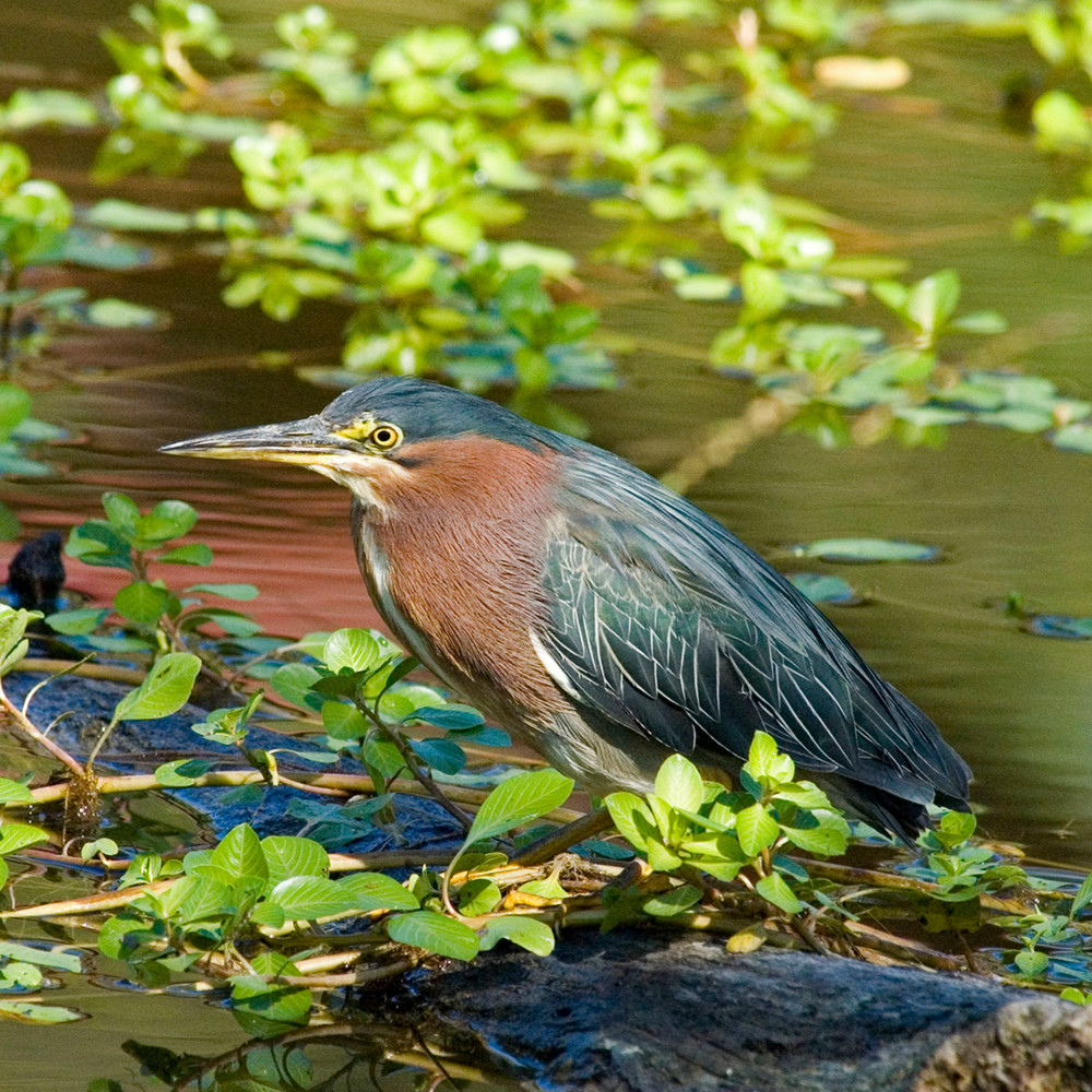 Green Heron. Photography Art | Charles Clark Photography