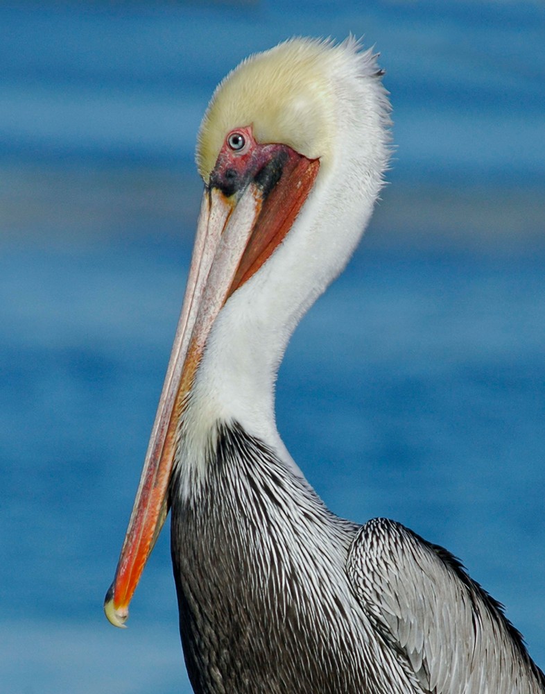 Old Face Pelican Photography Art | Charles Clark Photography