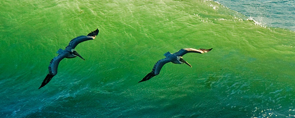 Pelican Surfing Photography Art | Charles Clark Photography