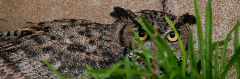 Hiding Owl Photography Art | Charles Clark Photography