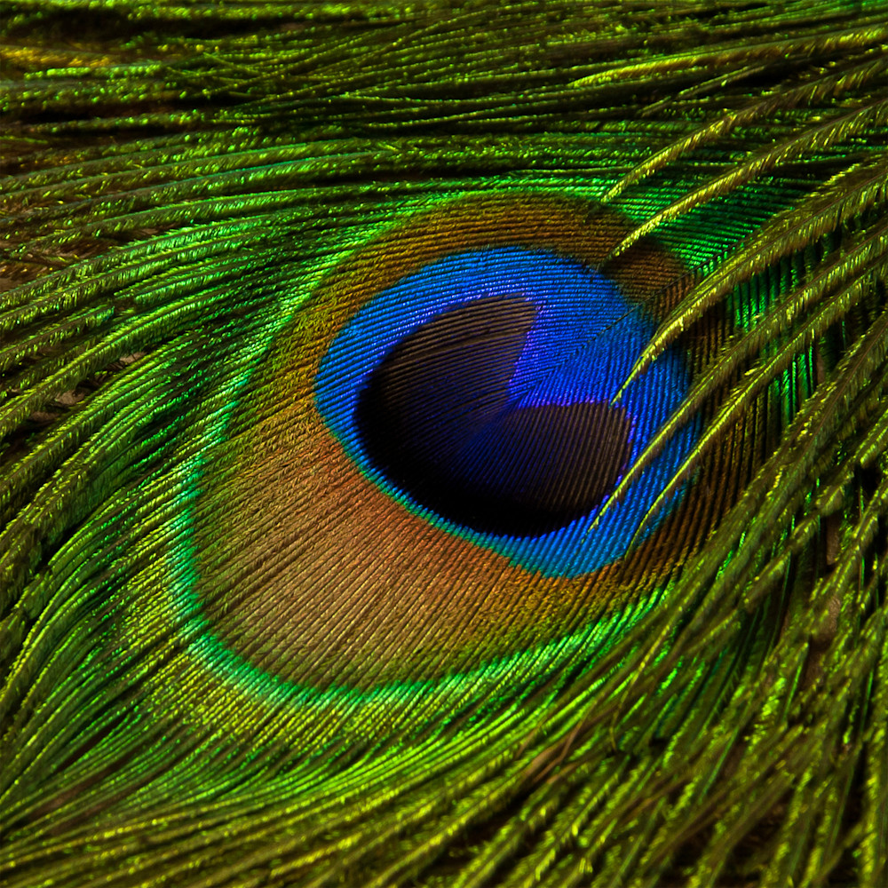"Peacock Feather"