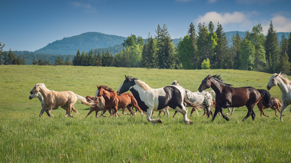 Horses Running in the Meadow