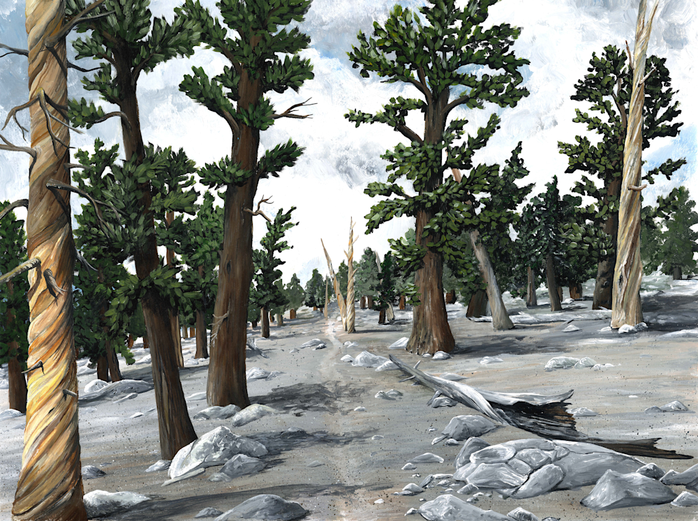 Trees In The Sierras Art | Mordensky Fine Art