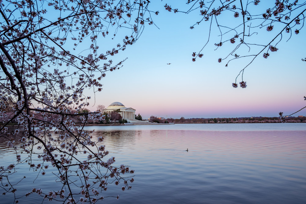 Cherry blossoms frame the Jefferson Memorial on the Tidal Basin in Washington, DC - Fine Art Photography