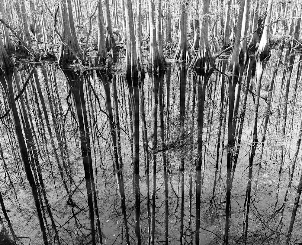 Cypress Reflections by Muffy Clark Gills a study in black and white photgraphy