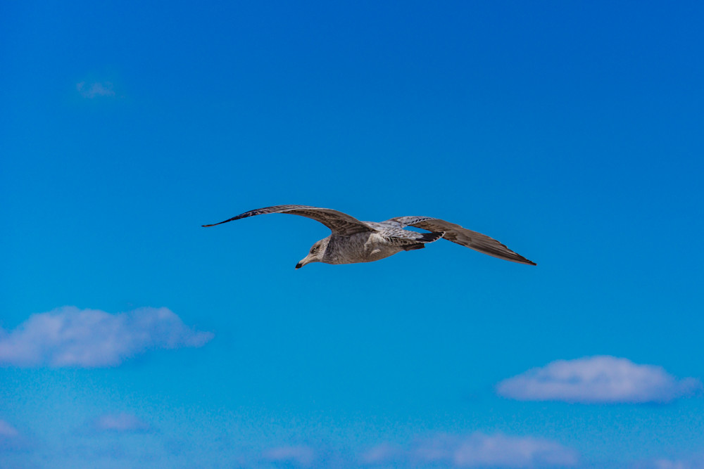 Maine Seabird (Airborne) Art | Photos by Max Duckworth