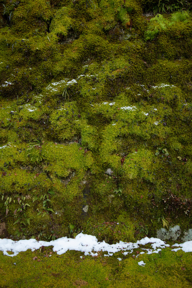Moss Wall In Winter. Photography Art | Russel Wong Photo Art