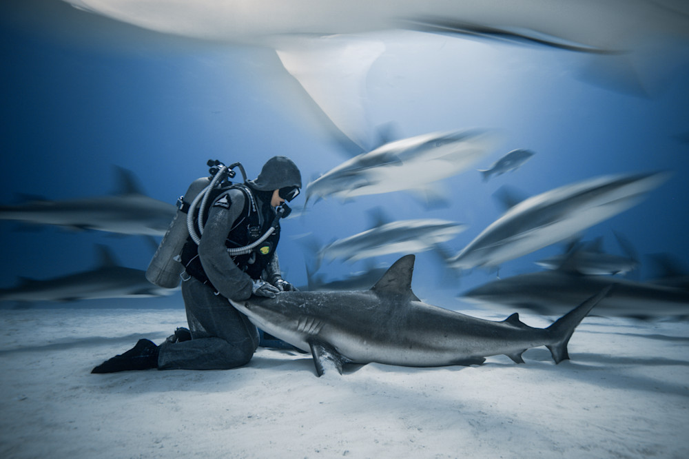 Shark Whisperer Photography Art | Be Water Imaging