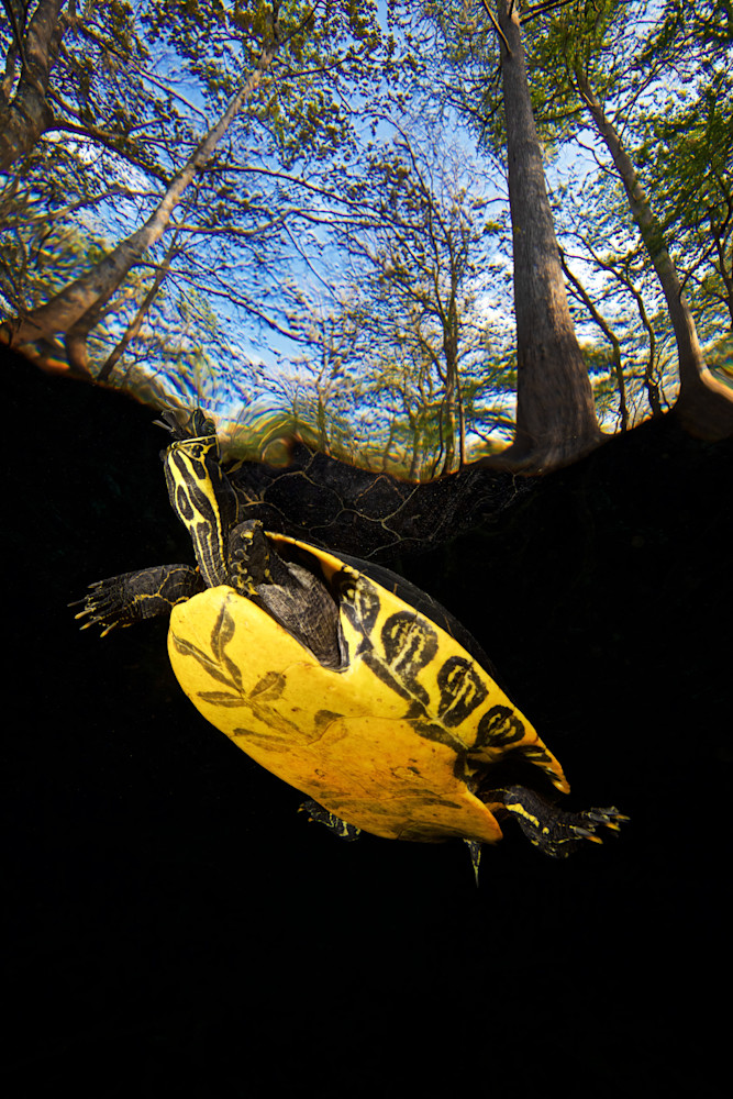 Yellow Bellied Slider Photography Art | Be Water Imaging