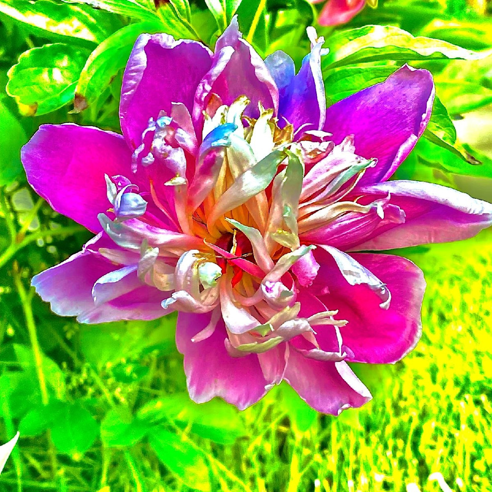 Flower 23 Bright Pink Photography Art | arevolt64