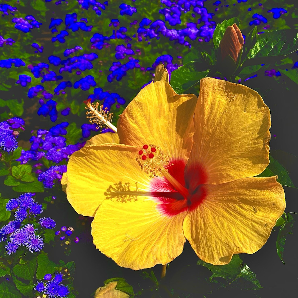 Flower 22 Yellow/Purple Photography Art | arevolt64