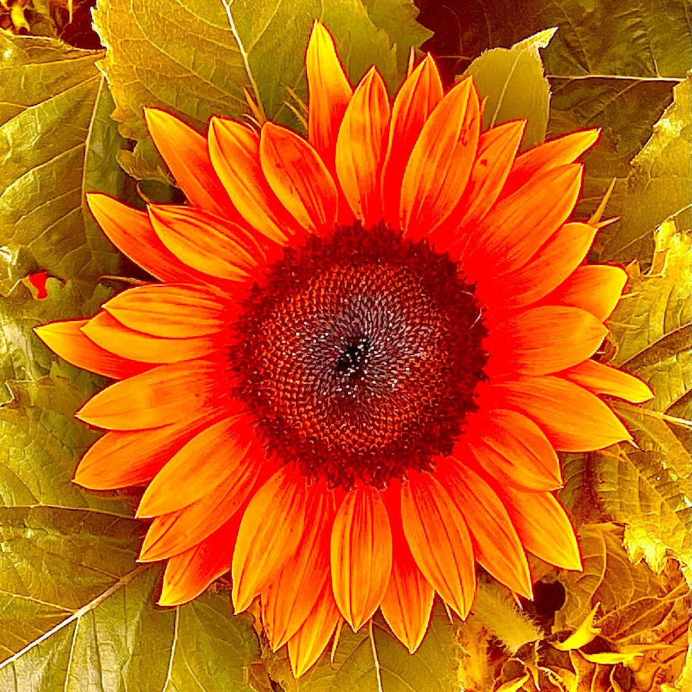 Flower 18 Orange Photography Art | arevolt64