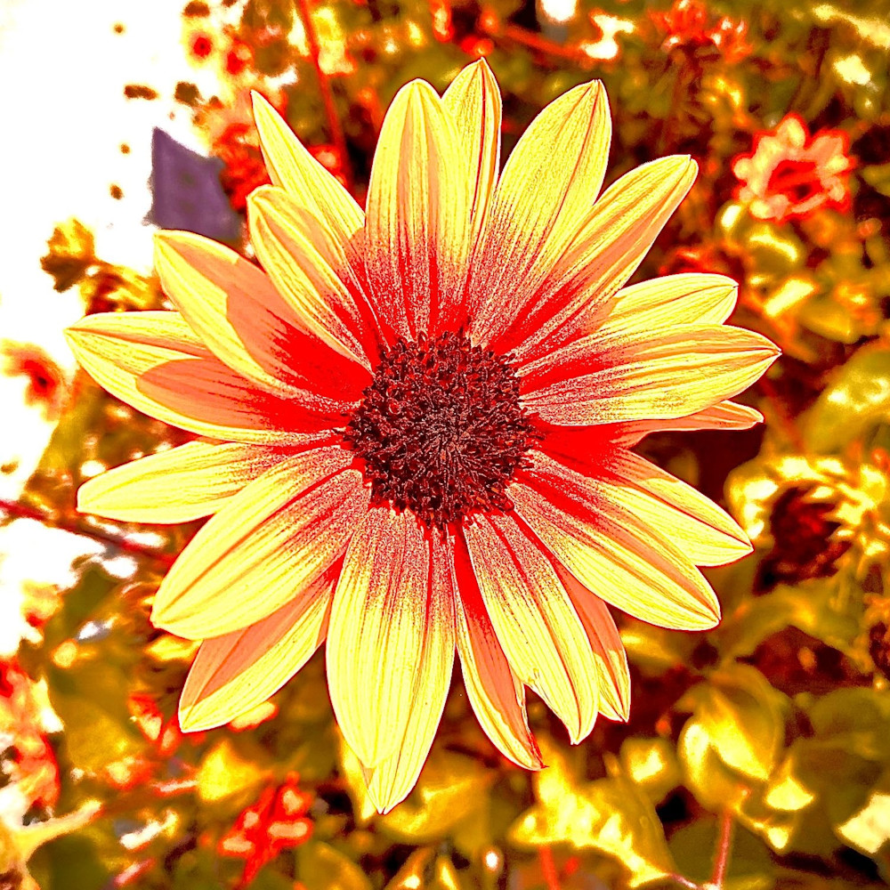 Flower 19 Yellow Photography Art | arevolt64
