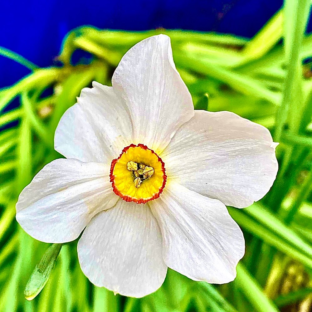 Flower 16 White Photography Art | arevolt64