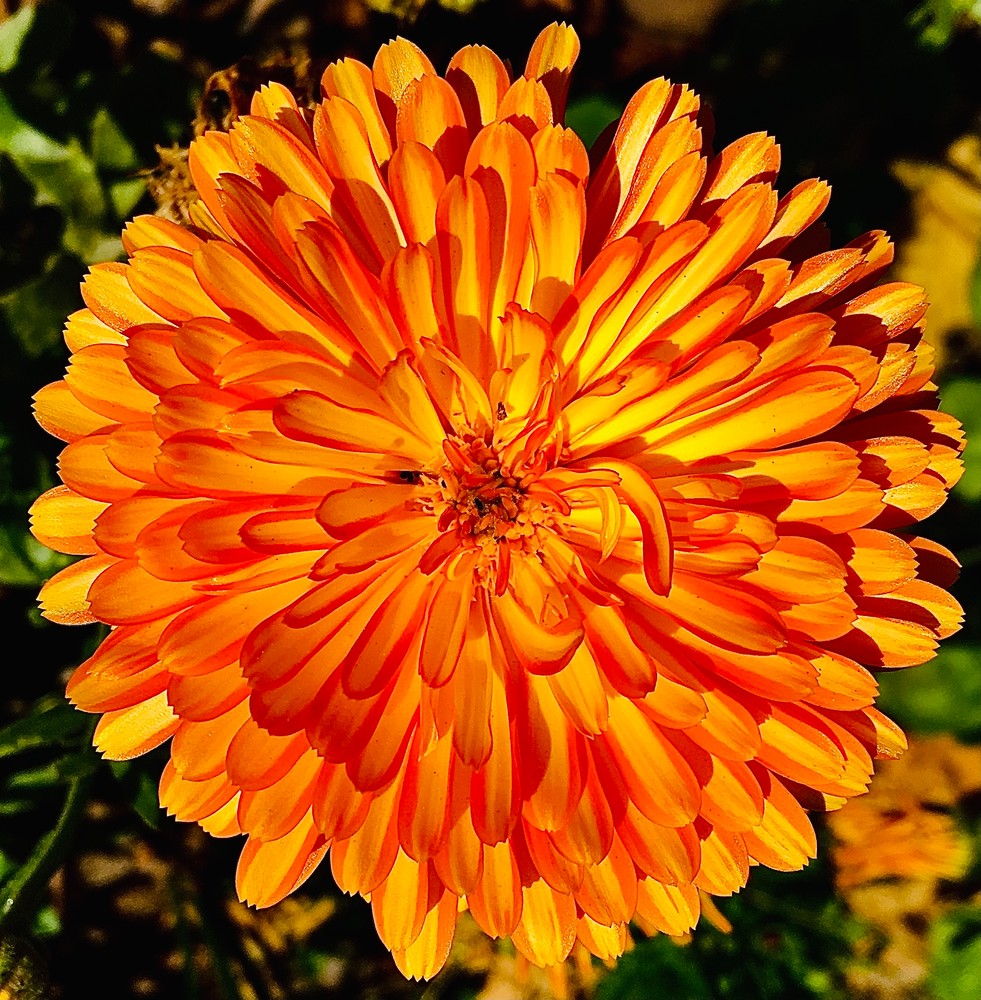 Flower 15 Orange/Yellow Photography Art | arevolt64