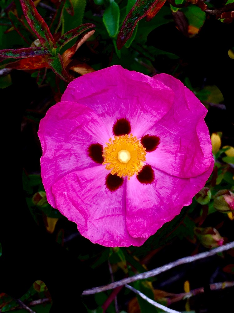 Flower 14 Pink Photography Art | arevolt64