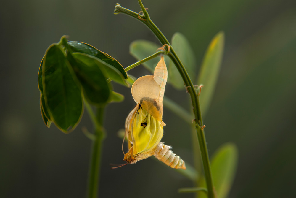 Metamorphosis Photography Art | Dona Tracy - Photographic Illustration 