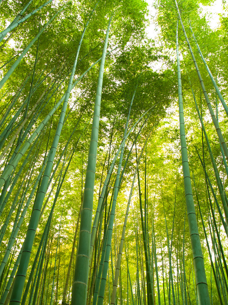 Tall Bamboo Forest  Photography Art | Russel Wong Photo Art